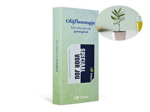 Olijfboom met Speciaal voor jou Primera Keuze Cadeaukaart